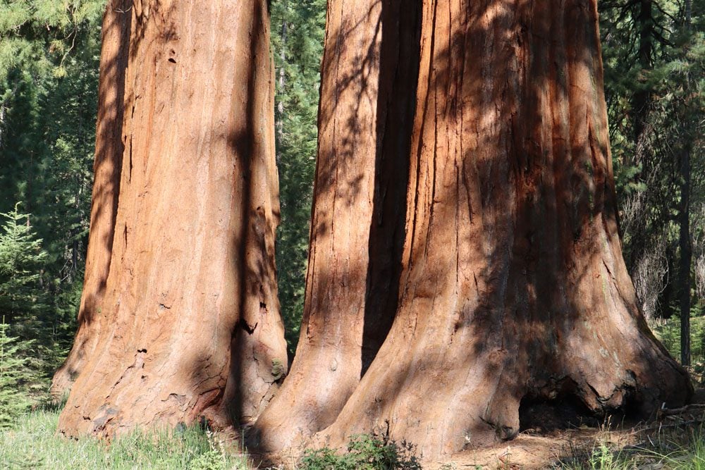 The Bachelor and Three Graces giant sequoias mariposa grove trail Yosemite
