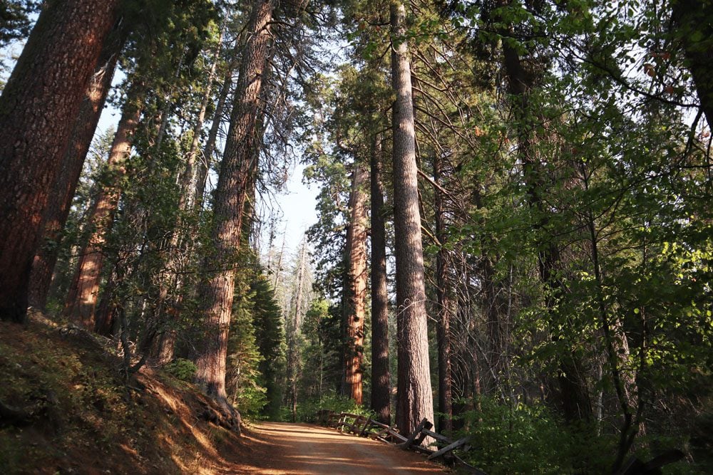 Tuolumne Grove hike Yosemite