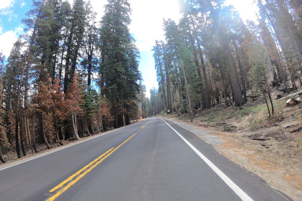 burned-trees-yosemite-fires-on-glacier-point-road