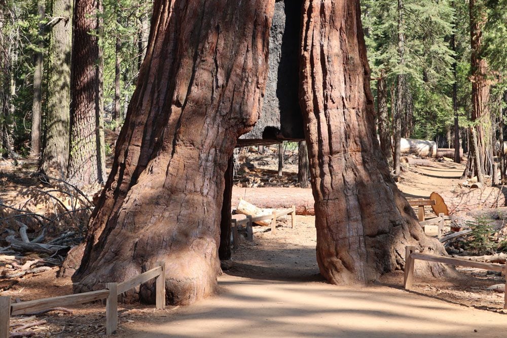 california tunnel tree giant sequoia - mariposa grove yosemite