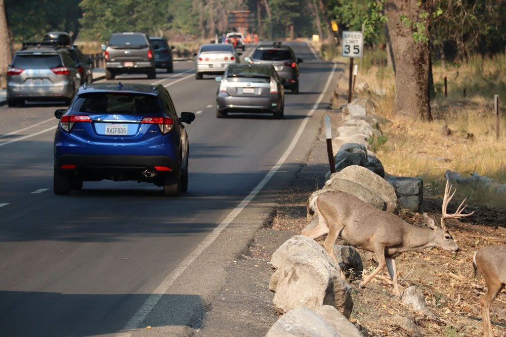 wild deer in Yosemite Valley