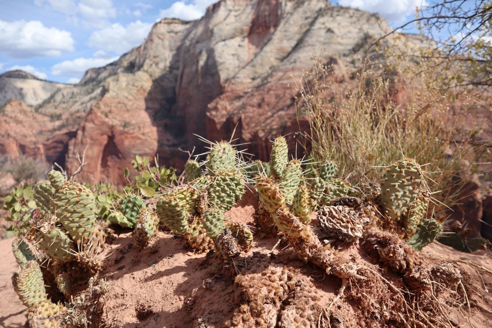 Angel's Landing trail - zion national park - cactus
