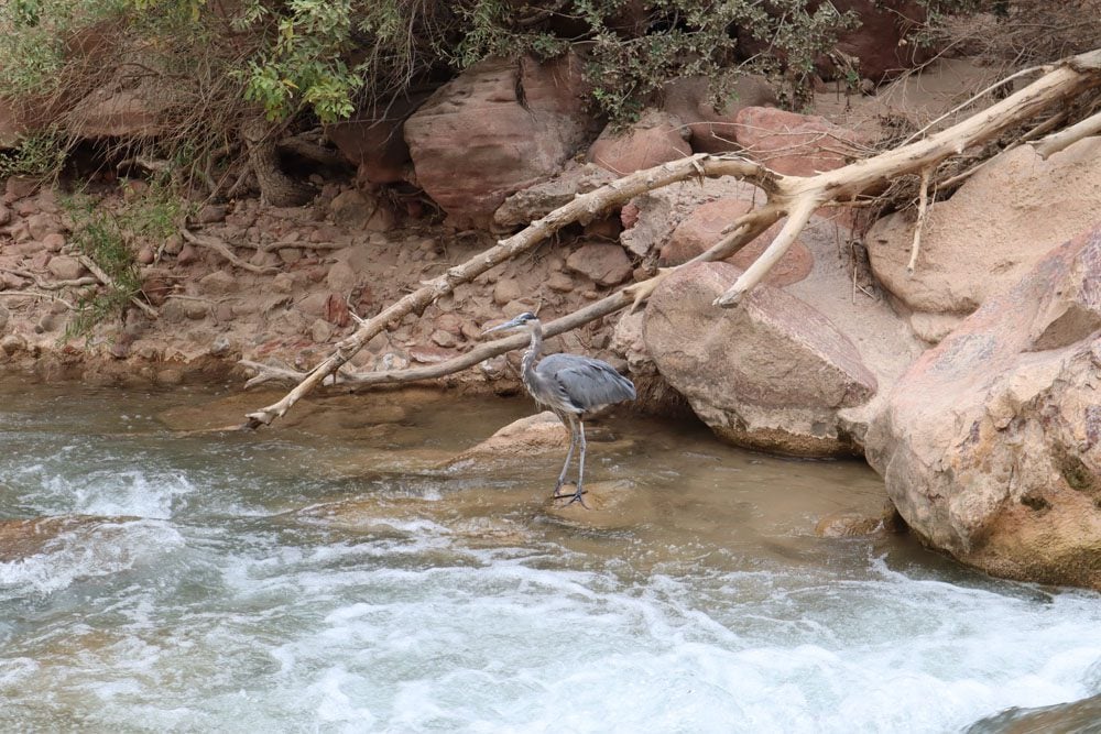 Bird in zion national park