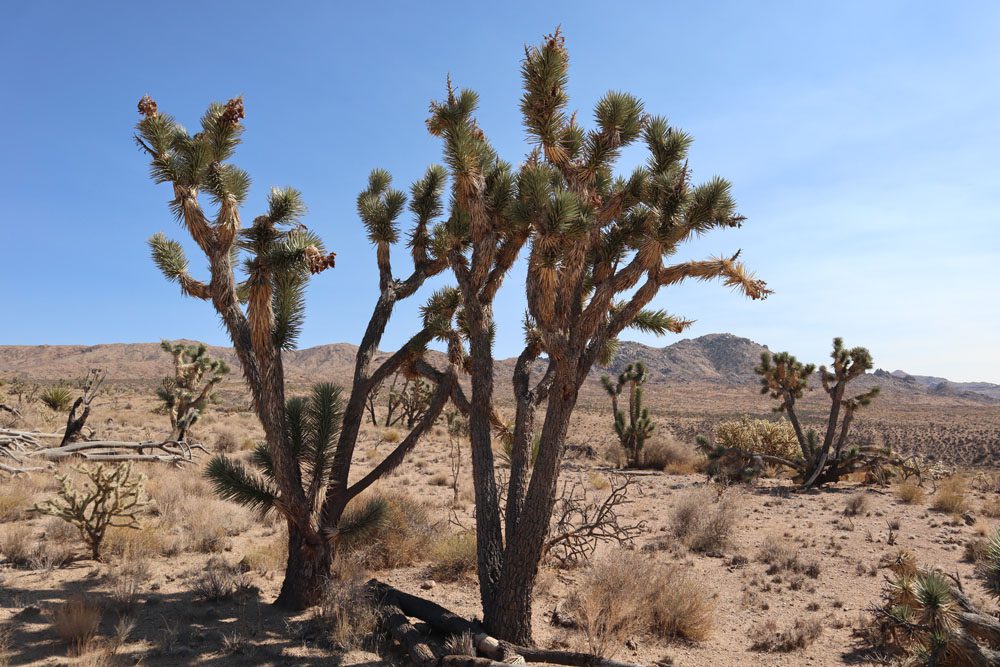 Joshua tree on cima road in Mojave National Preserve
