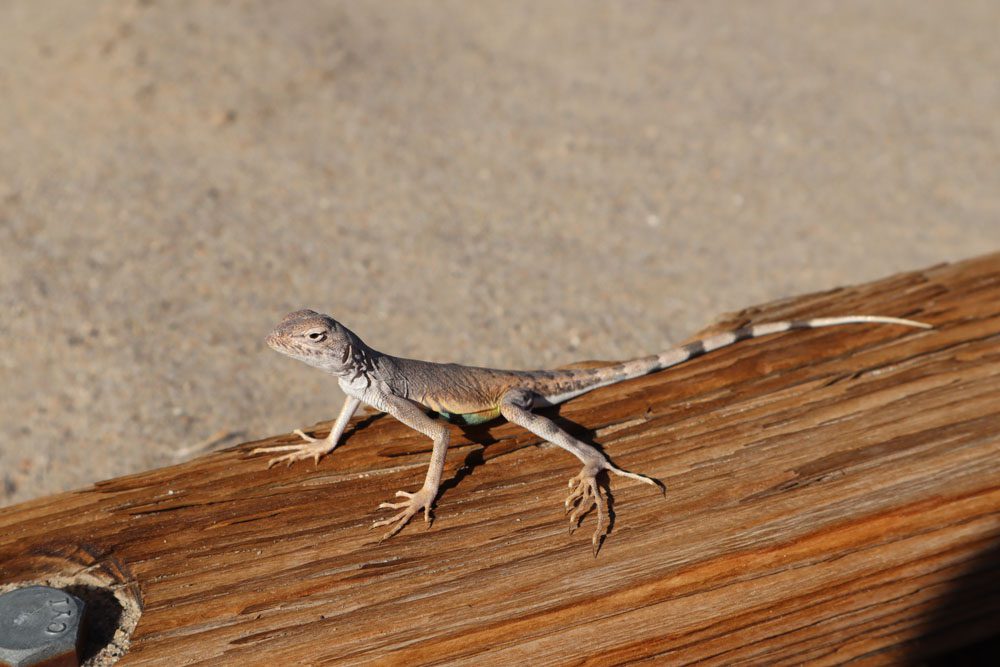 Lizard in Salt Creek Interpretive Trail Death Valley