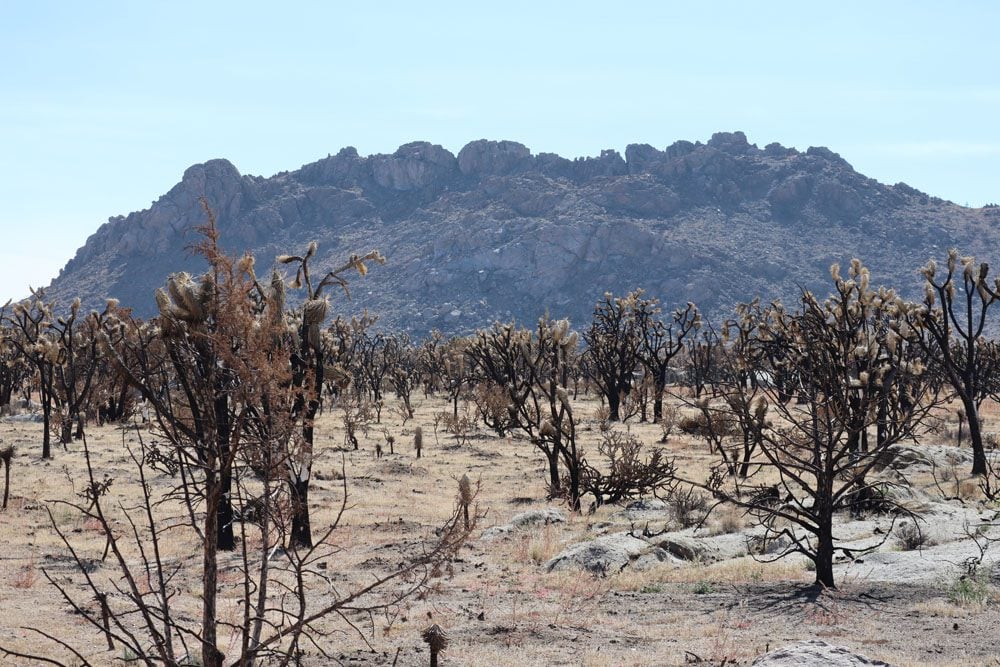 Teutonia Peak Trail mojave national preserve