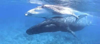 שחייה-עם-לווייתנים-בפולינזיה-הצרפתית-op