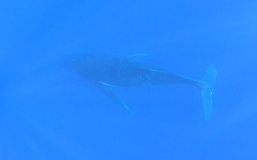 לוייתן באי מוריאה