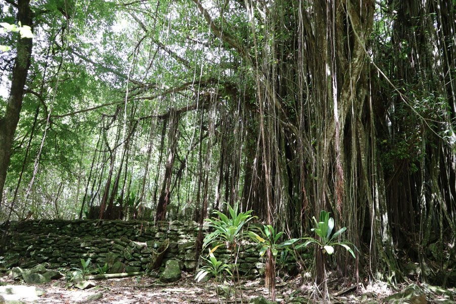 מקדש ביער הגשם באי Huahine