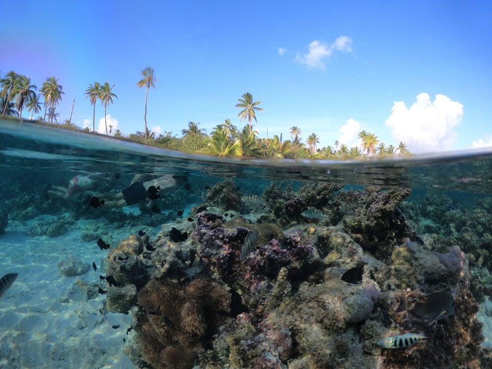 Coral-Garden-Tahaa-French-Polynesia