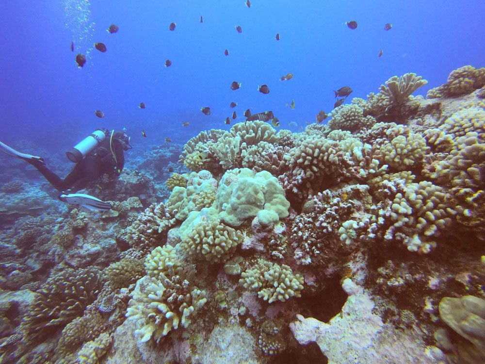 Diving-Tahaa-French-Polynesia