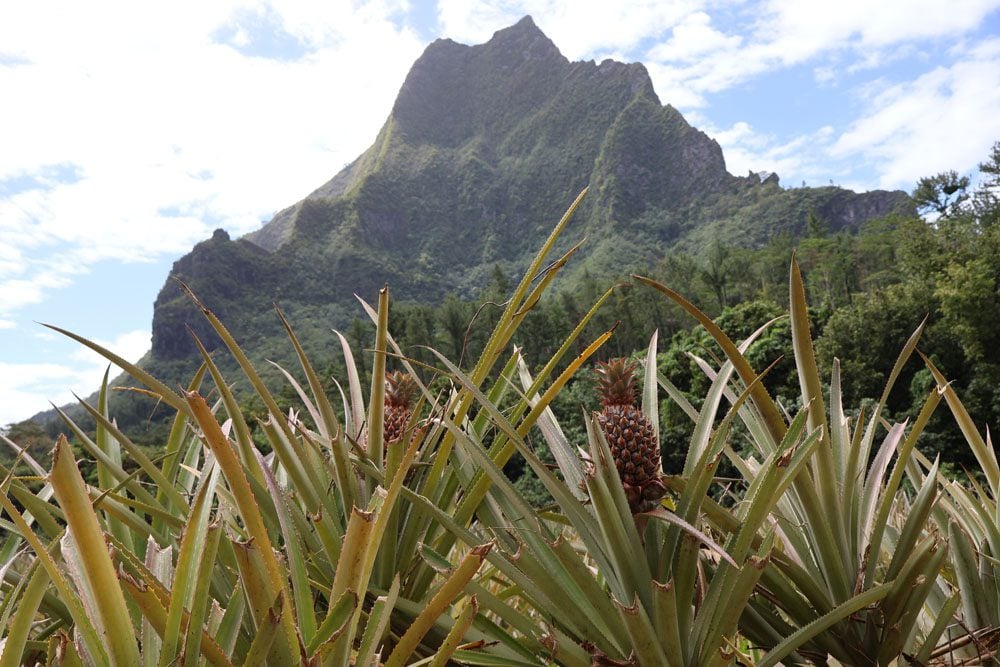 Pineapple field - Route de Ananas - Moorea - French Polynesia