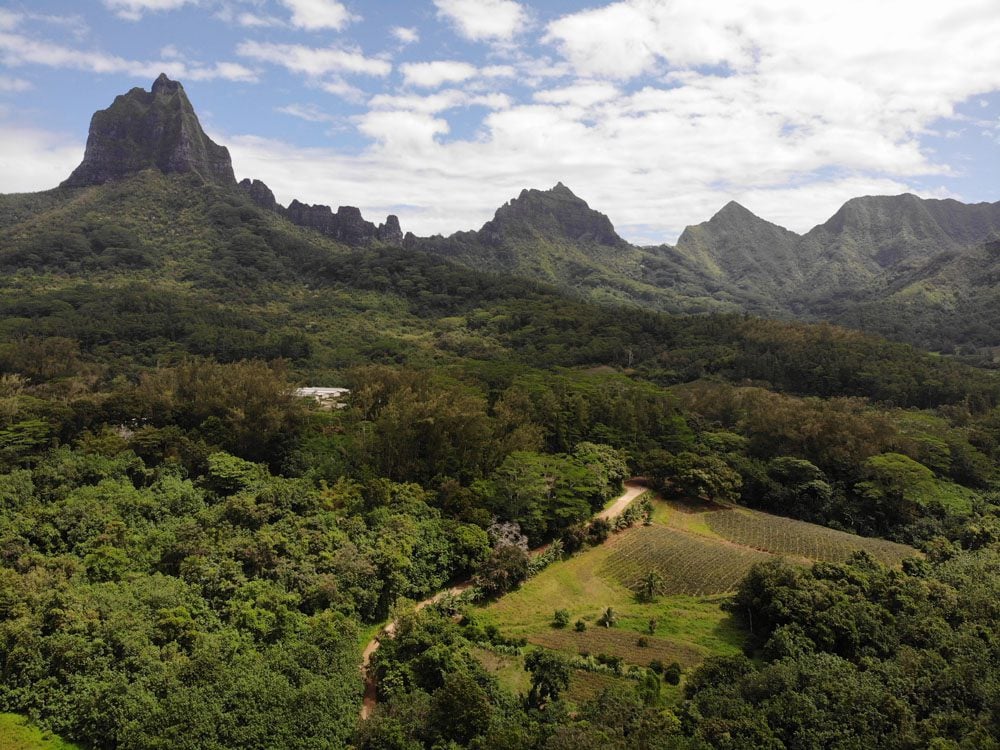 Pineapple-fields-Moorea-French-Polynesia