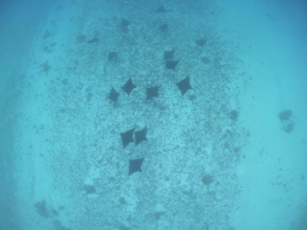 Snorkeling-with-eagle-rays-Moorea-French-Polynesia