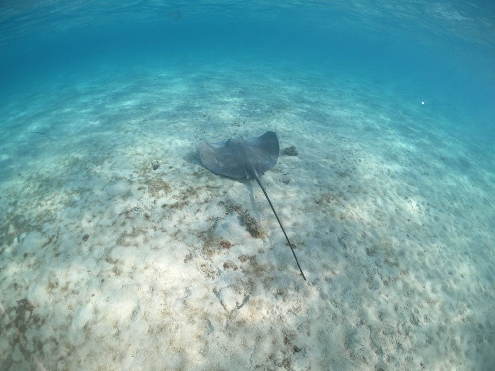 Stingray-Tahaa-French-Polynesia