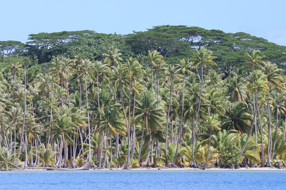 coconut palms - Tahaa French Polynesia