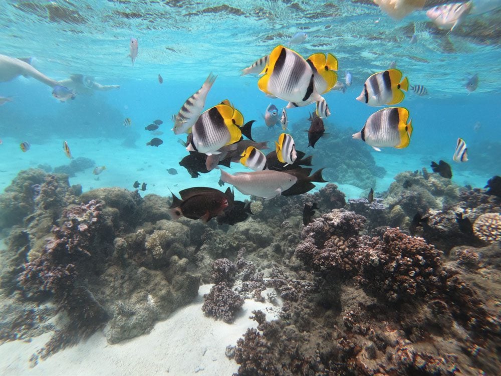 lagoon-tour-snorkeling-in-Huahine-French-Polynesia