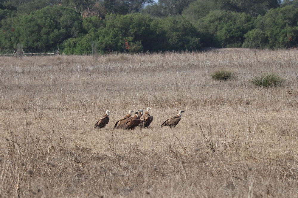 vultures - Doñana National Park - El Rocio - Andalusia Southern Spain