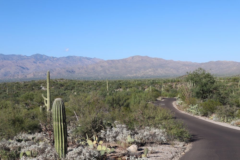 Cactus Forest Drive - Saguaro National Park East - Tucson