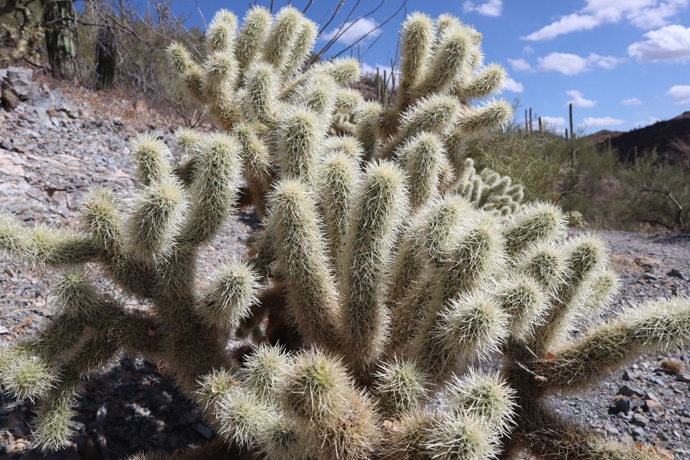 Cactus bush on Desert Discovery Nature Trail - Saguaro National Park