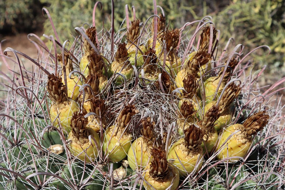 Cactus flower on Desert Discovery Nature Trail - Saguaro National Park