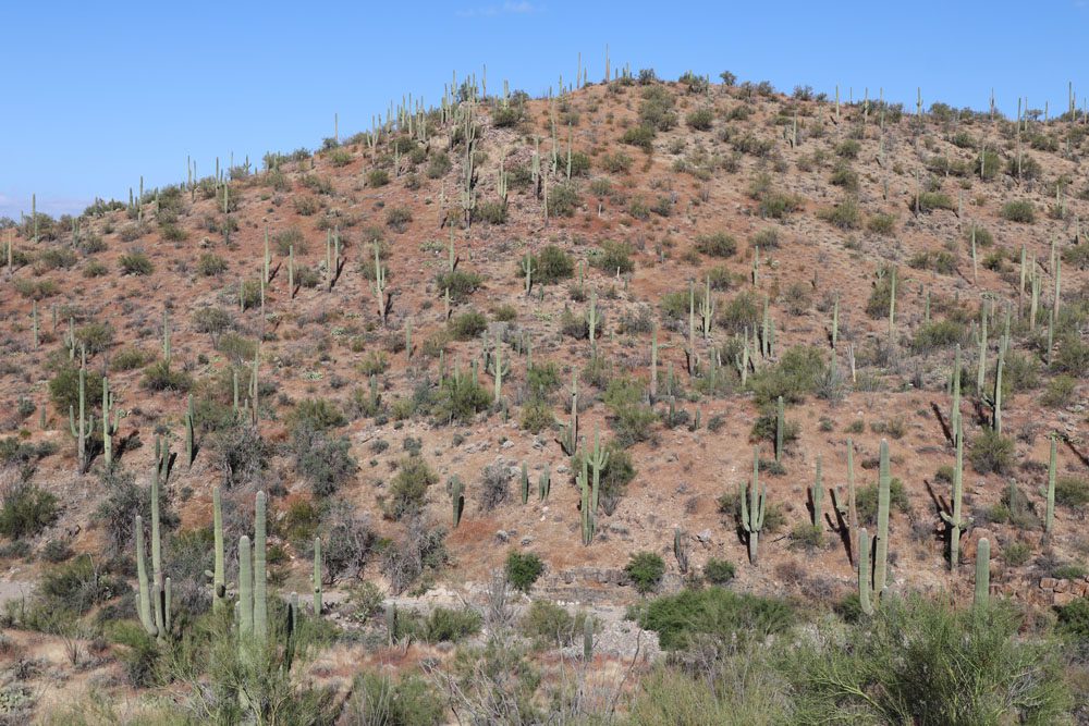 Cactuses on King Canyon Trail - Saguaro National Park