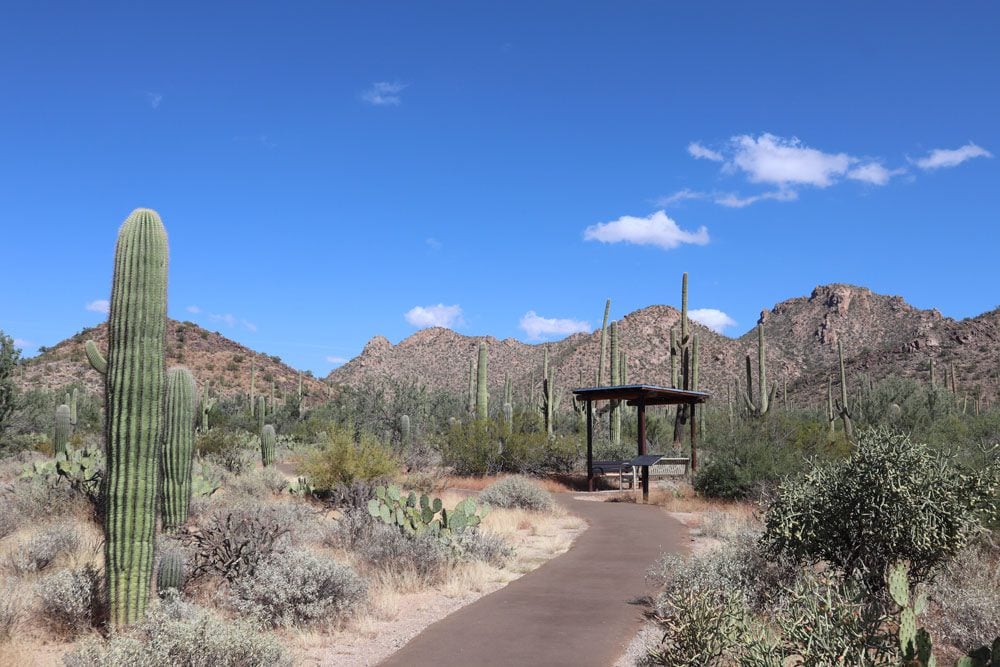 Desert Discovery Nature Trail - Saguaro National Park