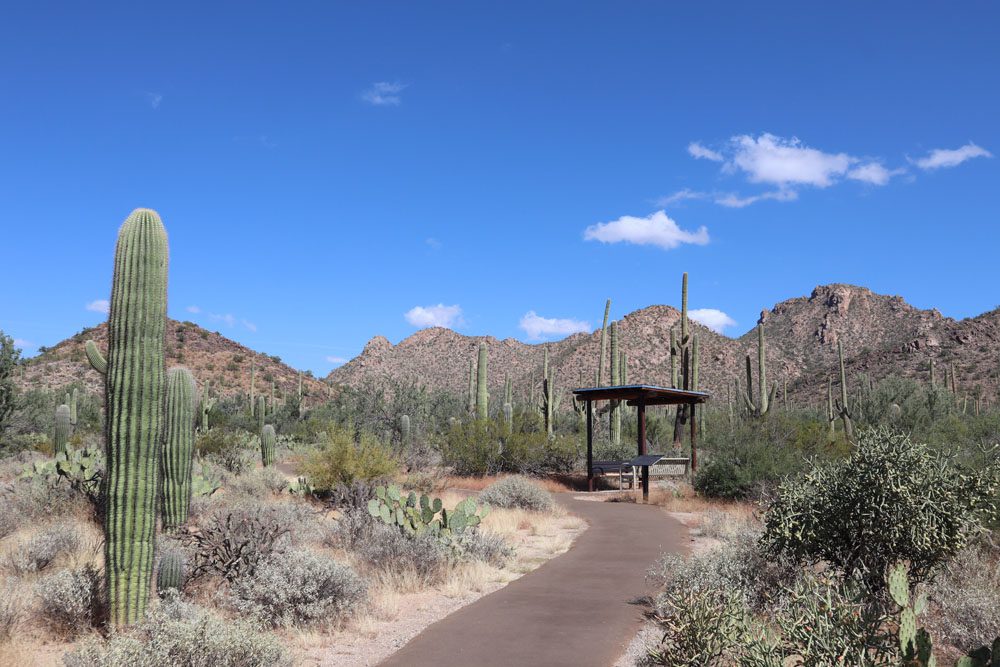 Savor The Days: The Saguaro National Park