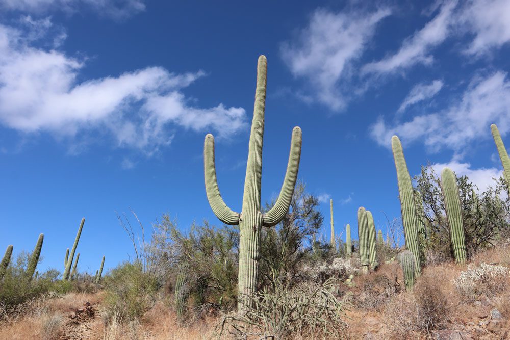Giant cactus - King Canyon Trail - Saguaro National Park