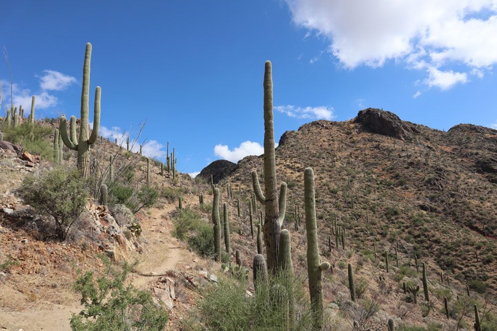 Hiking in Saguaro National Park