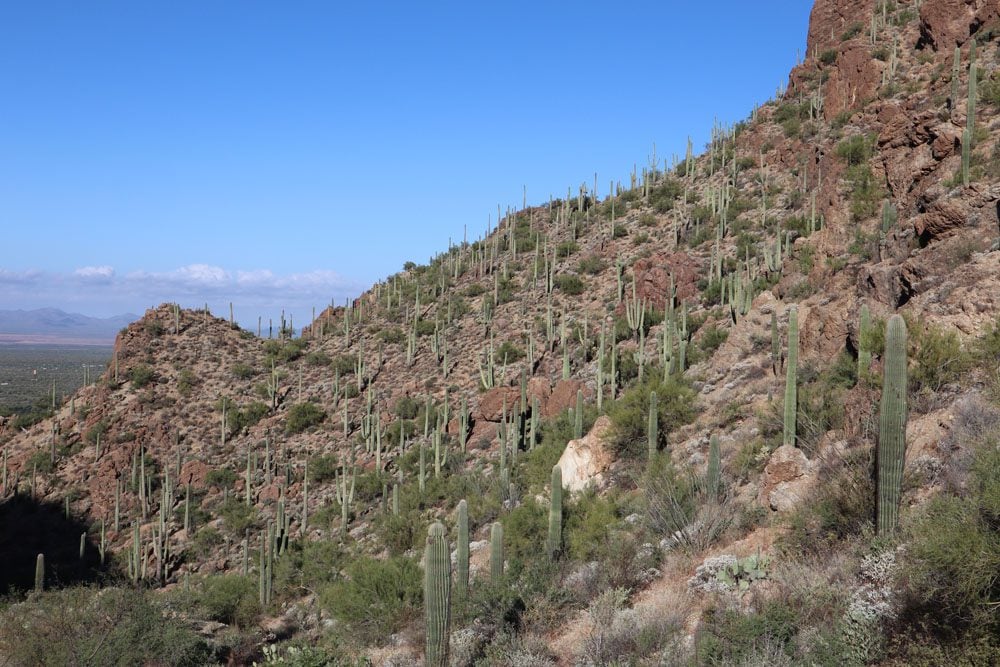 Saguaro Cactuses - Tucson