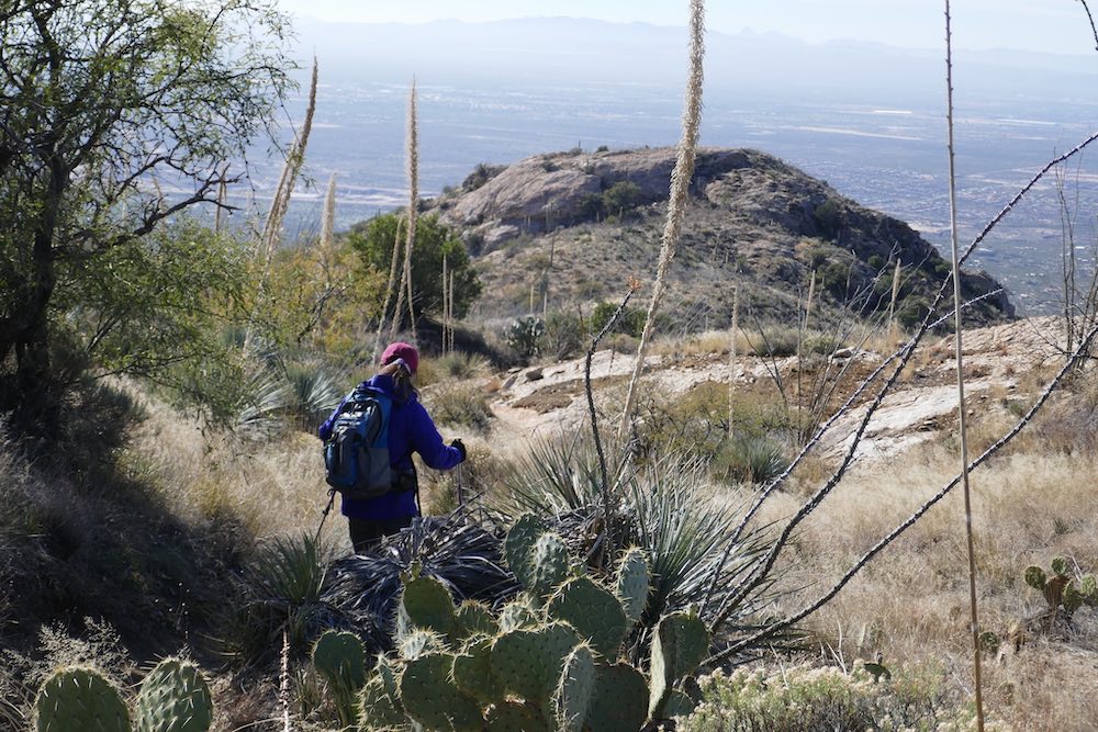 Tanque Verde Ridge Trail - Saguaro National Park East - image by Phil Venditti