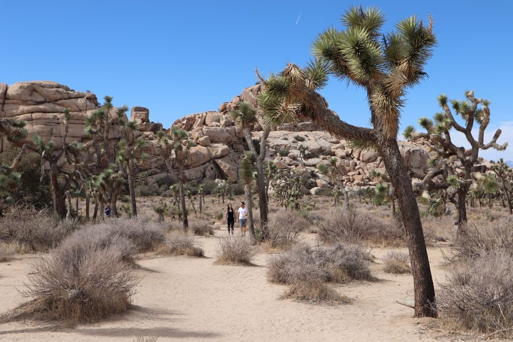 Barker Dam Nature Trail - Joshua Tree National Park california