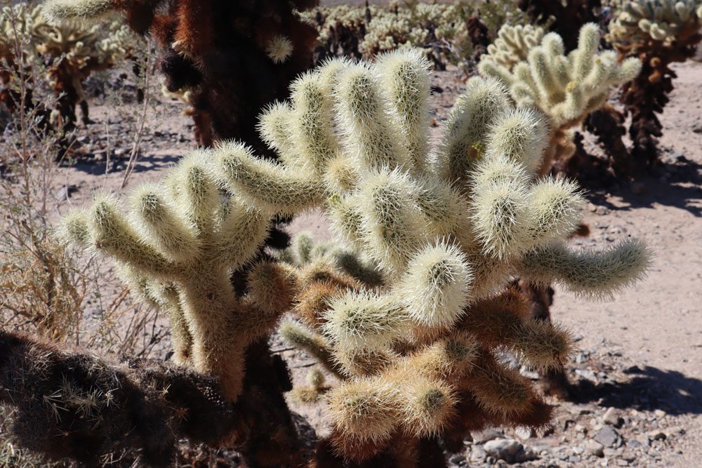 Cholla Cactus Garden Trail - Joshua Tree National Park california hike