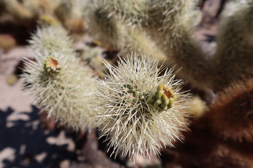 Close up of cactus on Cholla Cactus Garden Trail - Joshua Tree National Park california hike