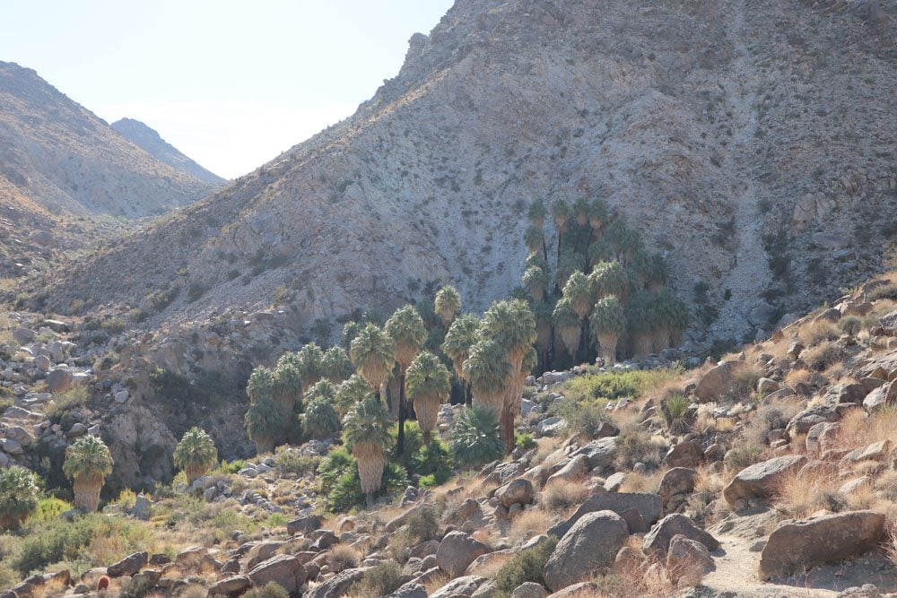 Fortynine Palms Oasis - Joshua Tree National Park california hike