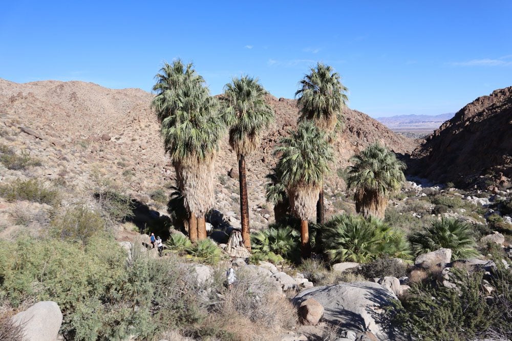 Fortynine Palms Oasis -Joshua Tree National Park california