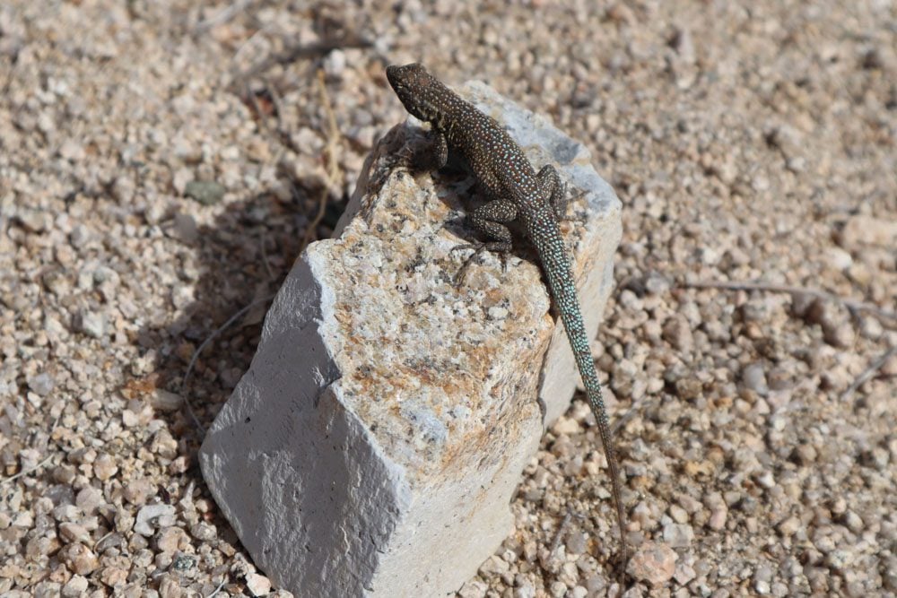 lizard on Mastodon Peak Trail - Joshua Tree National Park california hike