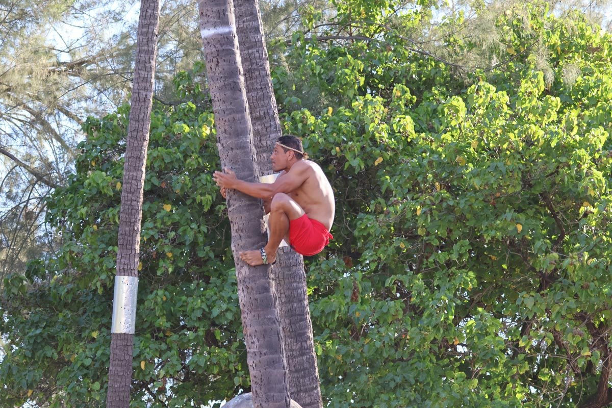 Coconut Tree Climbing competition - Heiva Festival Tahiti