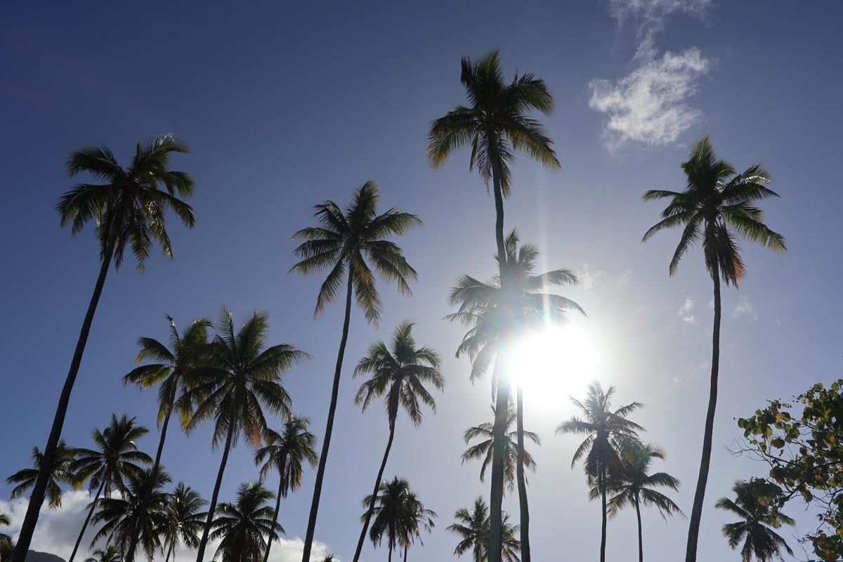 Coconut palms in Temae Beach - Moorea