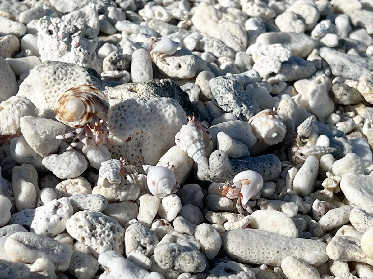 Crabs on beach at Motu Auira - Maupiti
