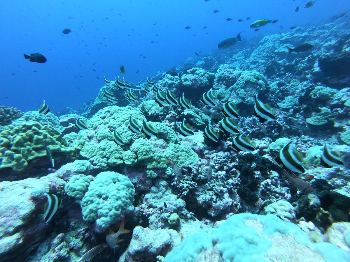 Diving-in-Fakarava-North-French-Polyensia-angel-fish