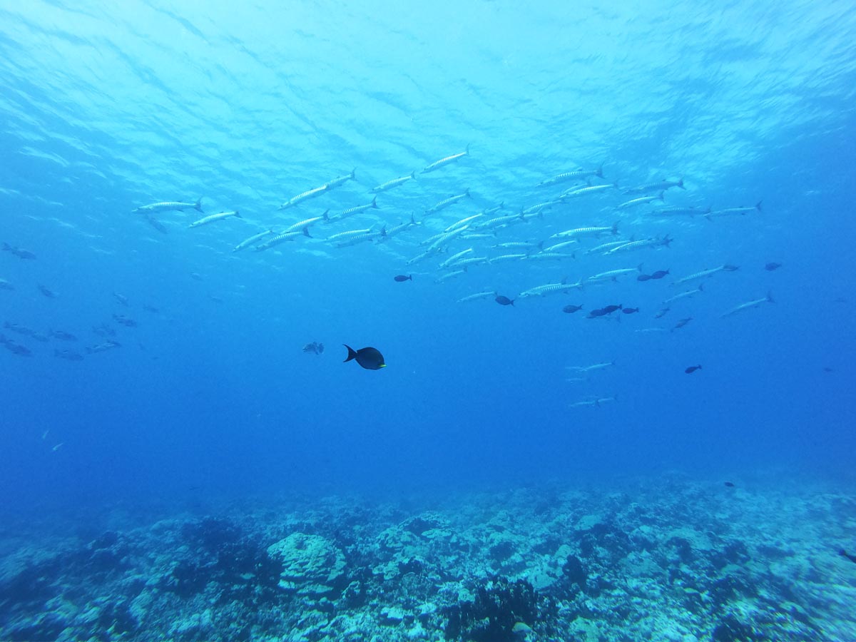 Diving-in-Fakarava-North-French-Polyensia-barracudas