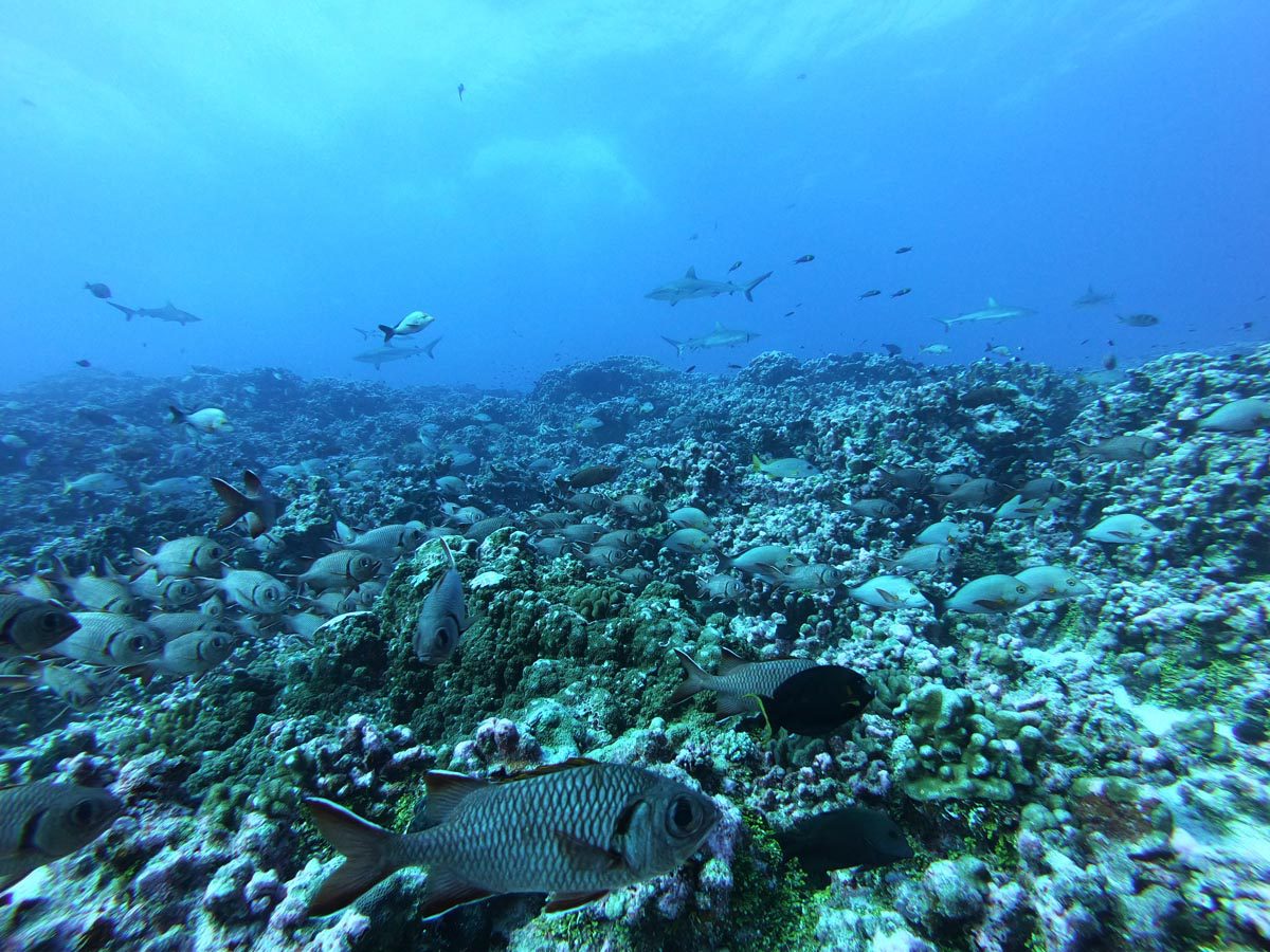 Diving-in-Fakarava-North-French-Polyensia-fish-and-sharks