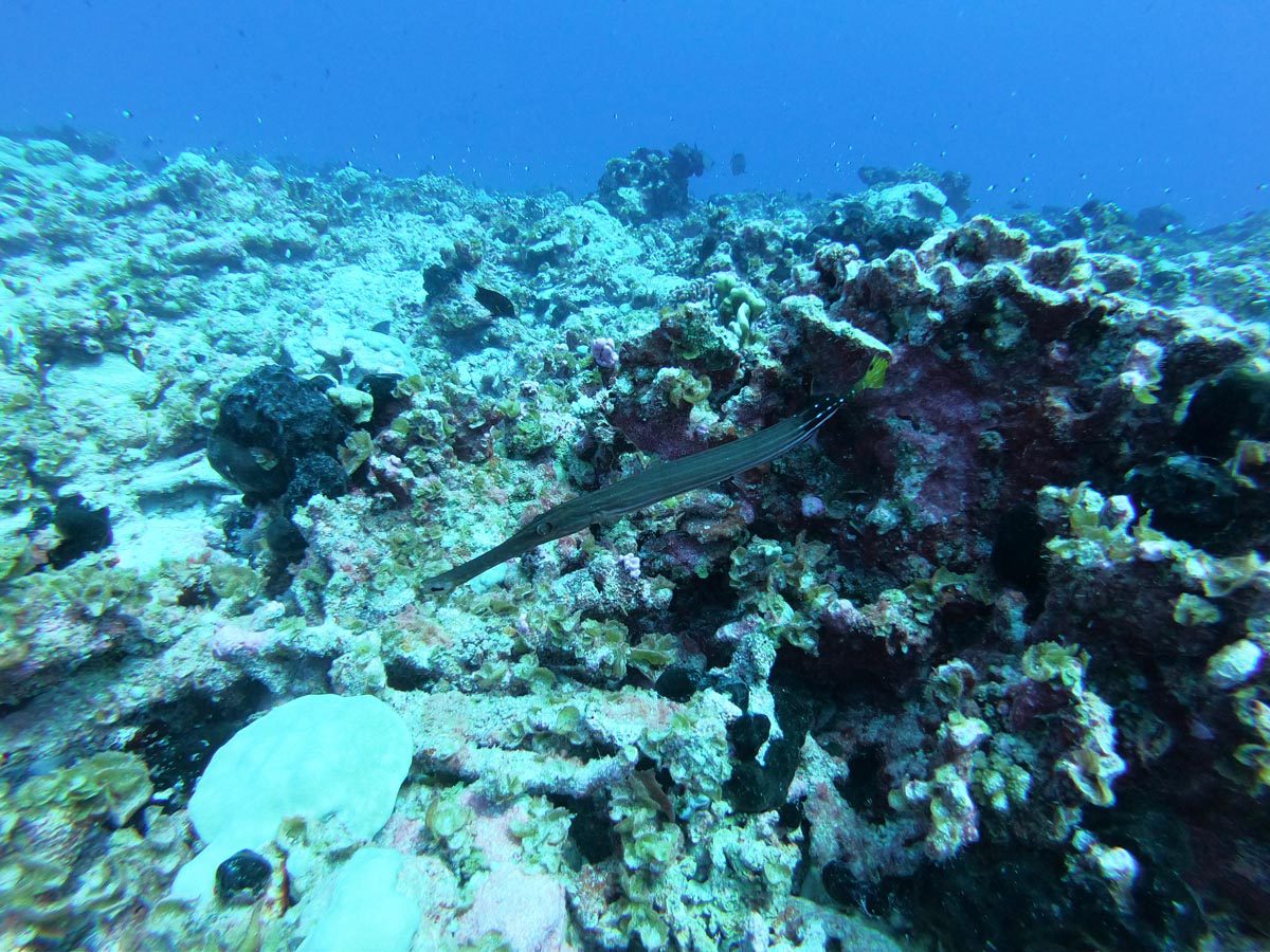 Diving-in-Fakarava-North-French-Polyensia-flute-fish