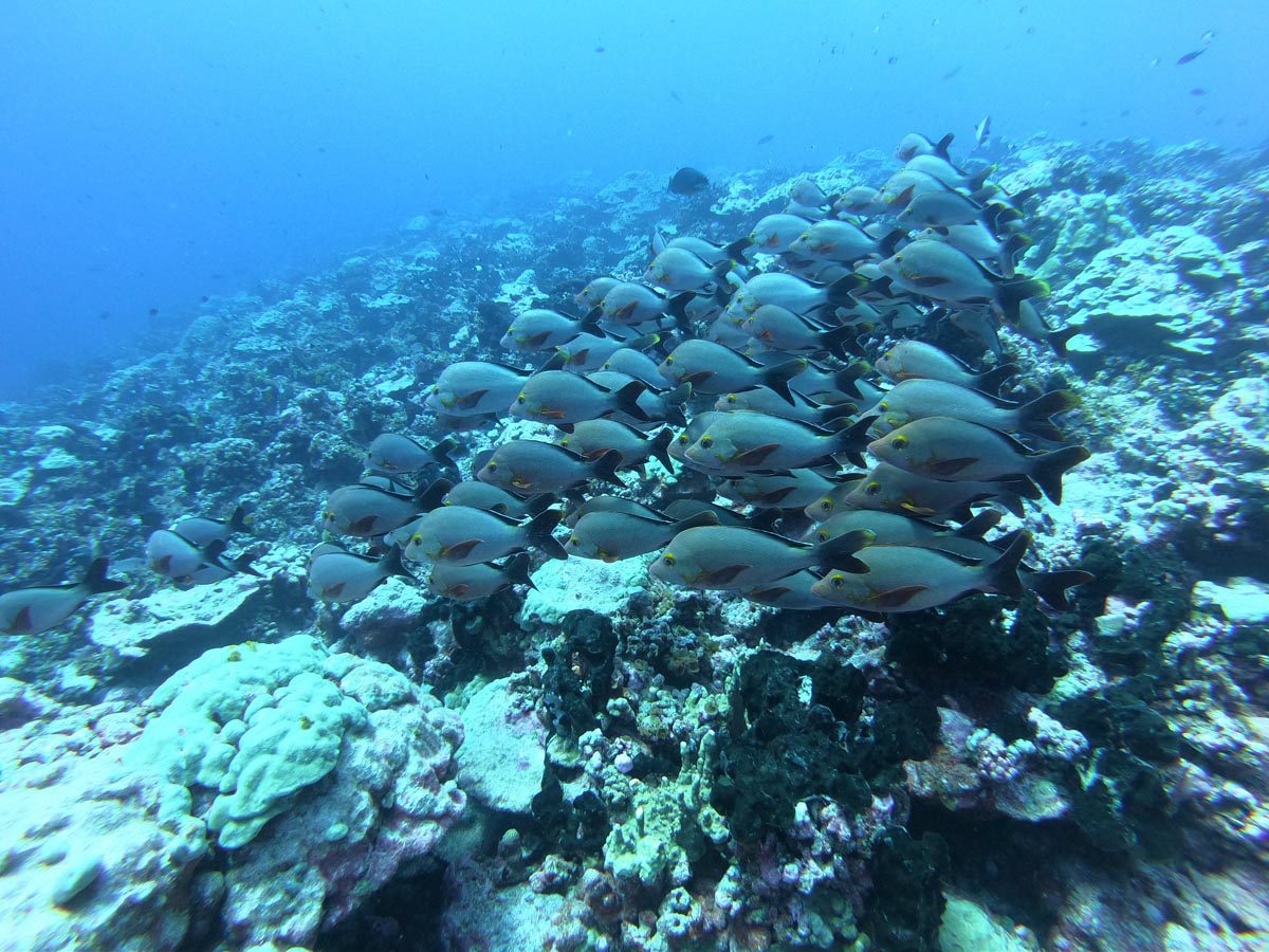 Diving-in-Fakarava-North-French-Polyensia-jack-fish