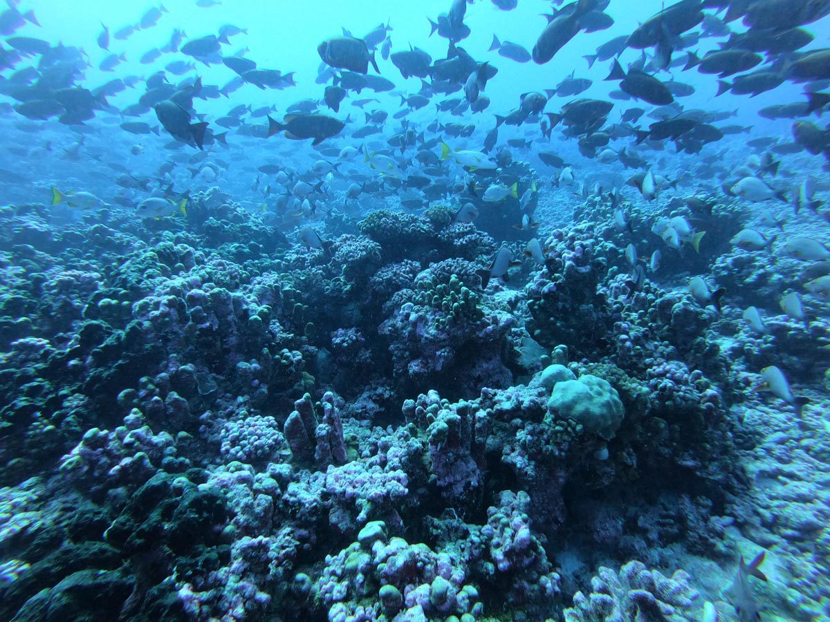 Diving-in-Fakarava-North-French-Polyensia-school-of-fish-2