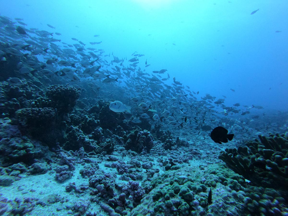 Diving-in-Fakarava-North-French-Polyensia-school-of-fish