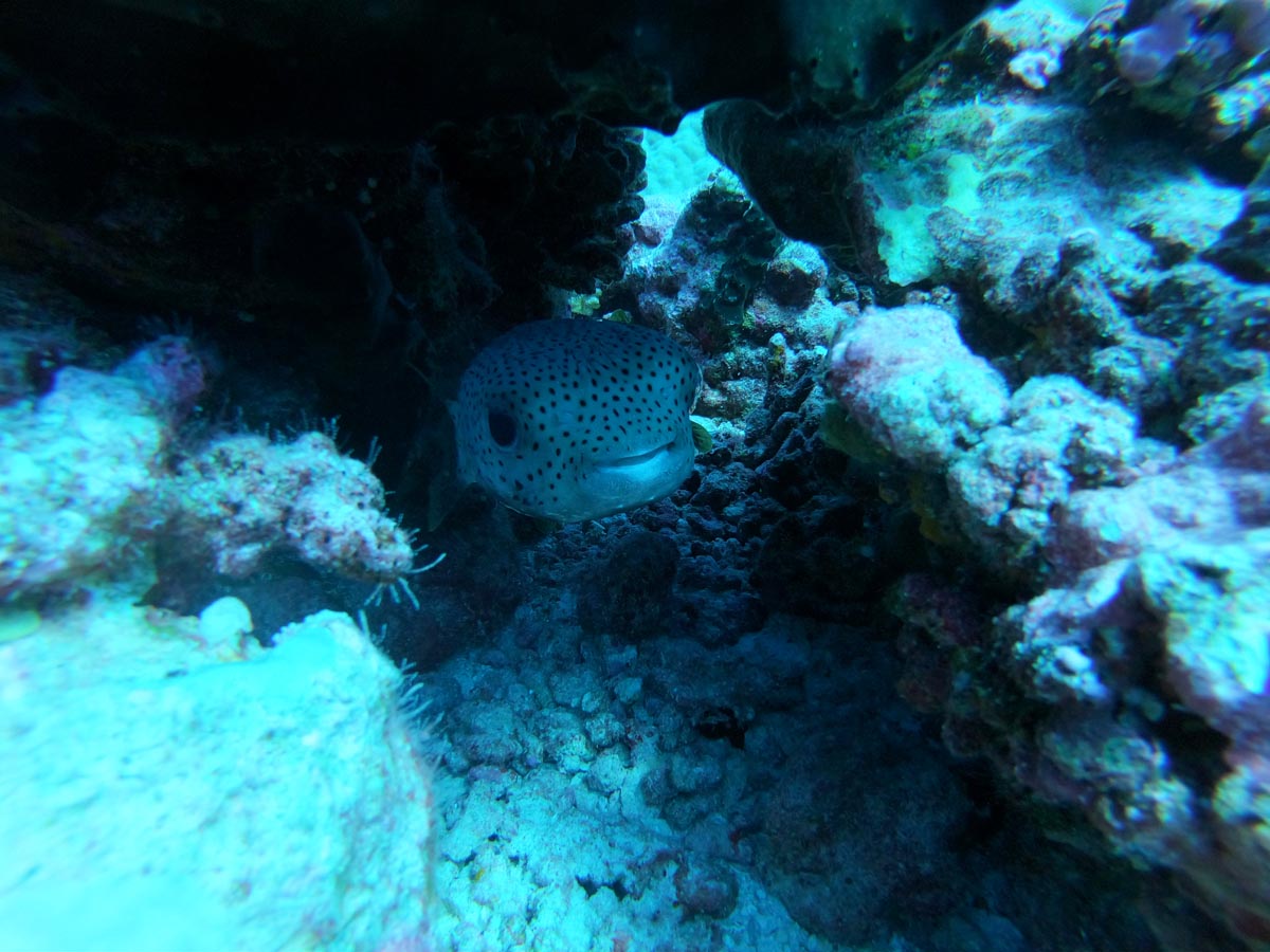 Diving-in-Fakarava-North-French-Polyensia-smiling-fish
