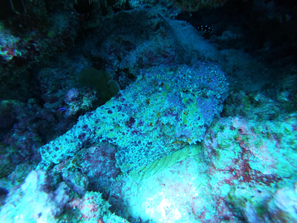 Diving-in-Fakarava-North-French-Polyensia-stone-fish